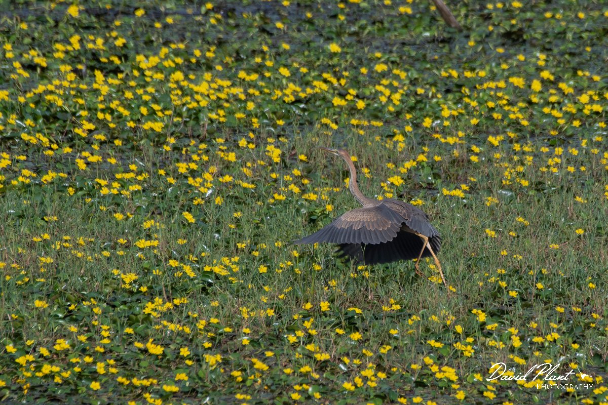 DPPhotography - Northern Greece - Purple heron - A.jpg - Purple heron - Lake Kerkini, Greece