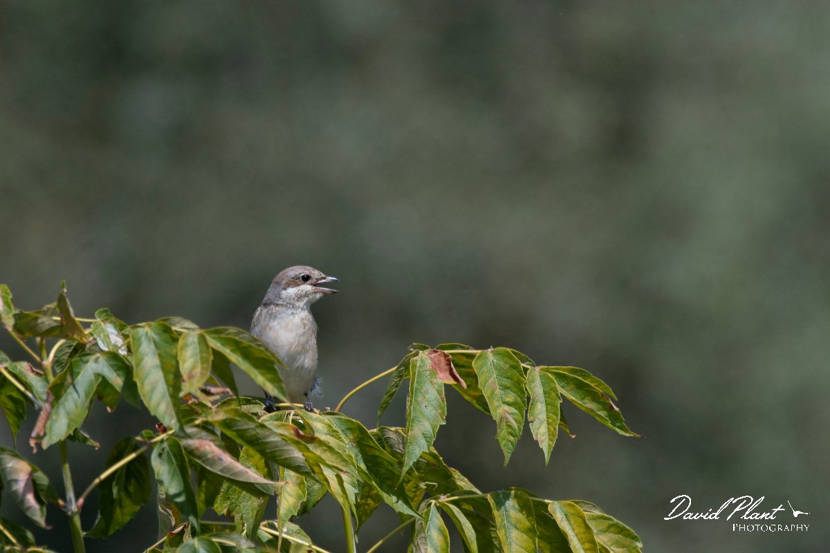 DPPhotography - Northern Greece - Red-backed shrike - D.jpg - Red-backed shrike - Lake Kerkini, Greece