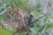 DPPhotography - Northern Greece - Semi-collared flycatcher - A