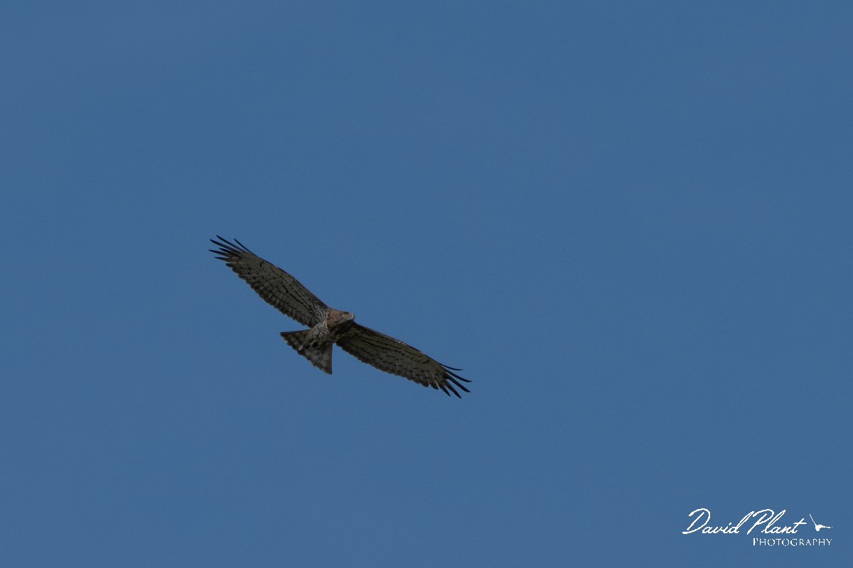 DPPhotography - Northern Greece - Short-toed eagle - B.jpg - Short-toed eagle - Lake Kerkini, Greece