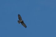 DPPhotography - Northern Greece - Short-toed eagle - A