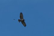 DPPhotography - Northern Greece - Short-toed eagle - C