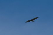 DPPhotography - Northern Greece - Short-toed eagle - D