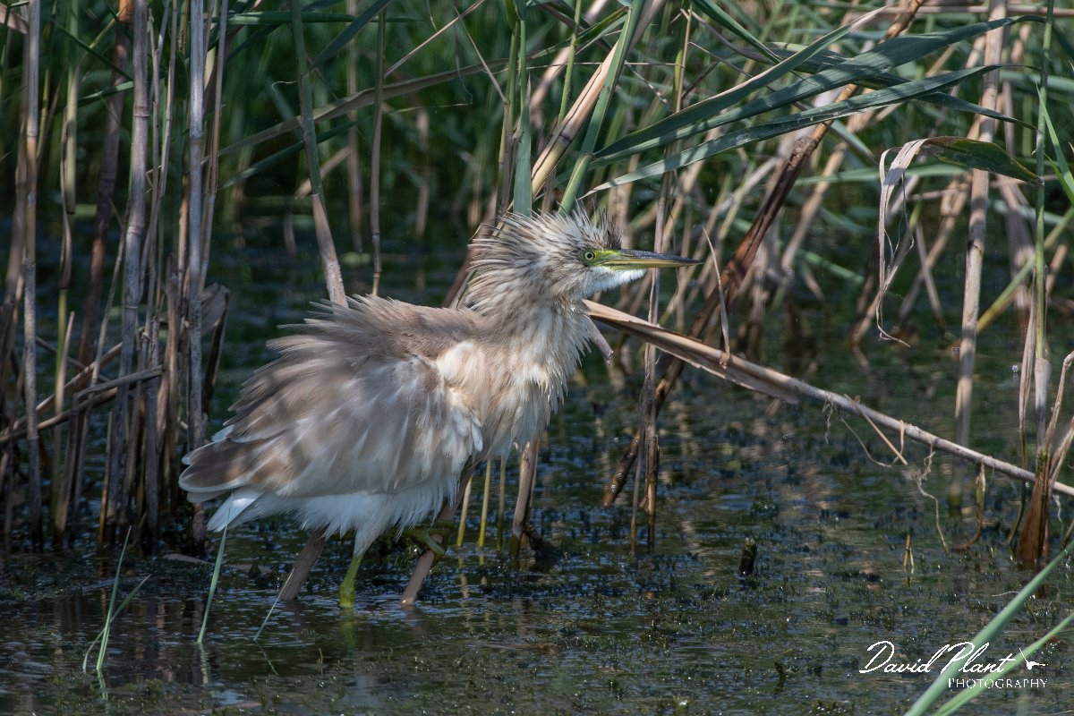 DPPhotography - Northern Greece - Squacco heron - C.jpg - Squacco heron - Lake Kerkini, Greece