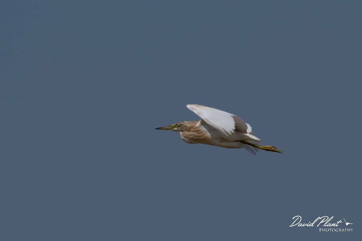 DPPhotography - Northern Greece - Squacco heron - D.jpg - Squacco heron - Lake Kerkini, Greece