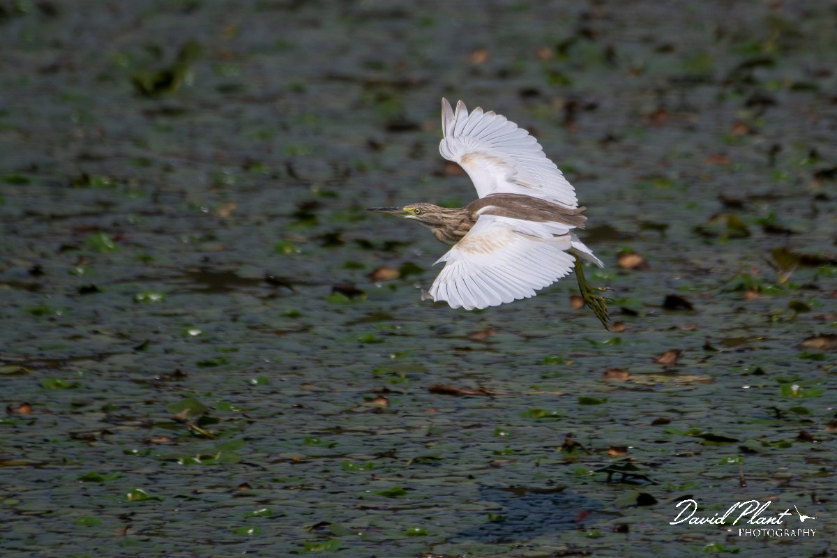 DPPhotography - Northern Greece - Squacco heron - I.jpg - Squacco heron - Lake Kerkini, Greece