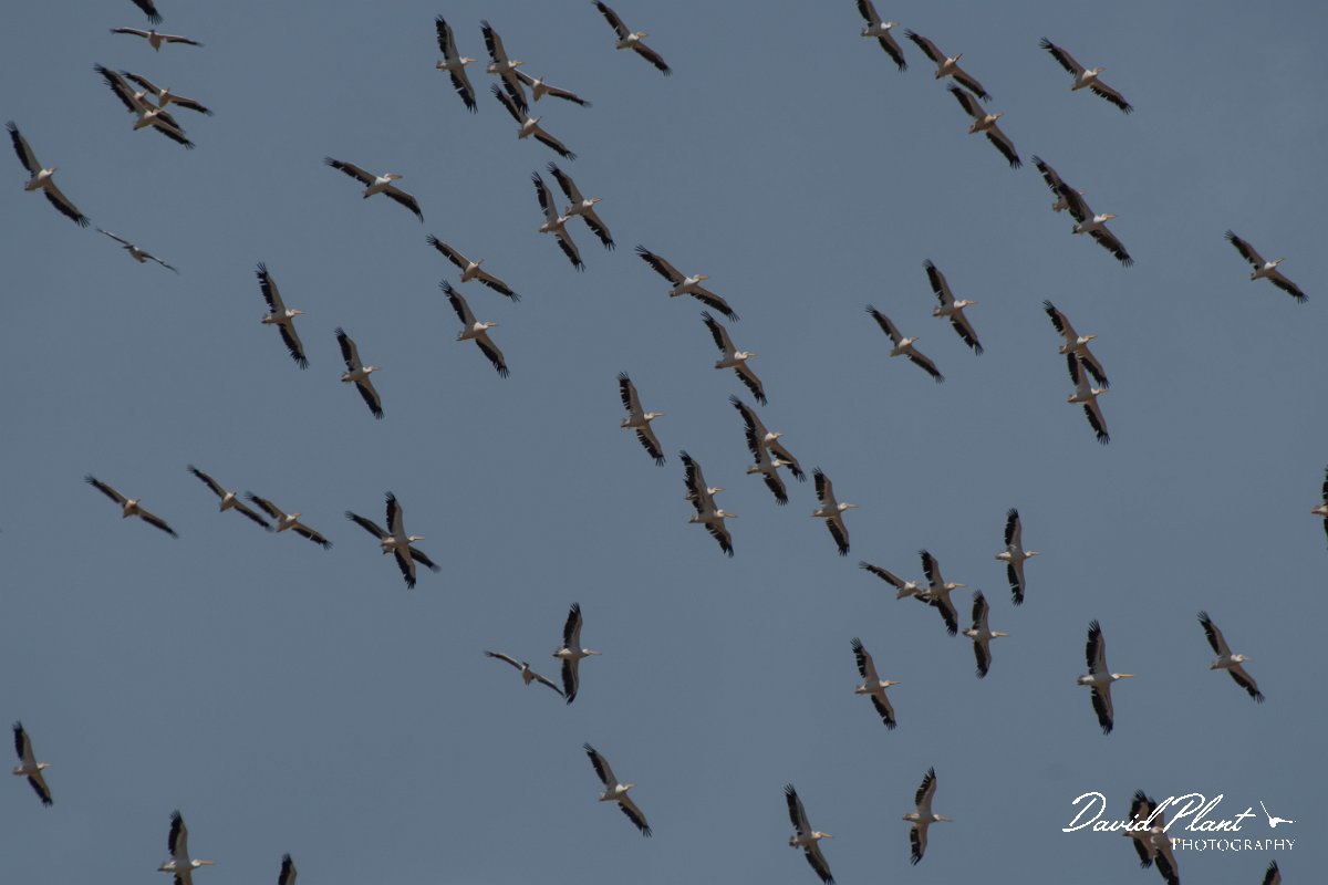 DPPhotography - Northern Greece - White pelican - F.jpg - White pelican flock flying - Lake Kerkini, Greece