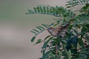 DPPhotography - Northern Greece - Whitethroat - A