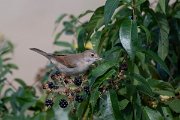 DPPhotography - Northern Greece - Whitethroat - B