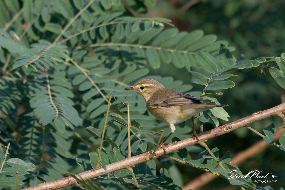 DPPhotography - Northern Greece - Willow warbler - A.jpg - Willow warbler - Lake Kerkini, Greece