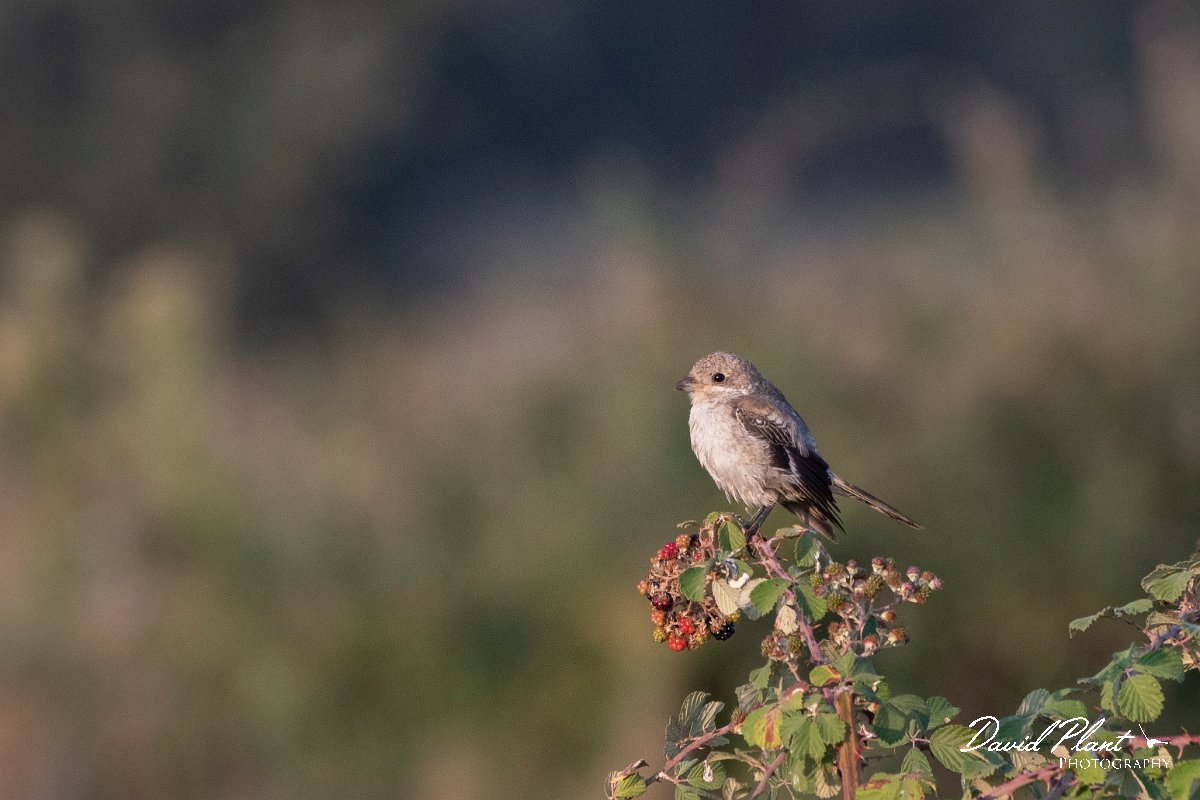 DPPhotography - Northern Greece - Woodchat shrike - B.jpg - Woodchat shrike - Lake Kerkini, Greece