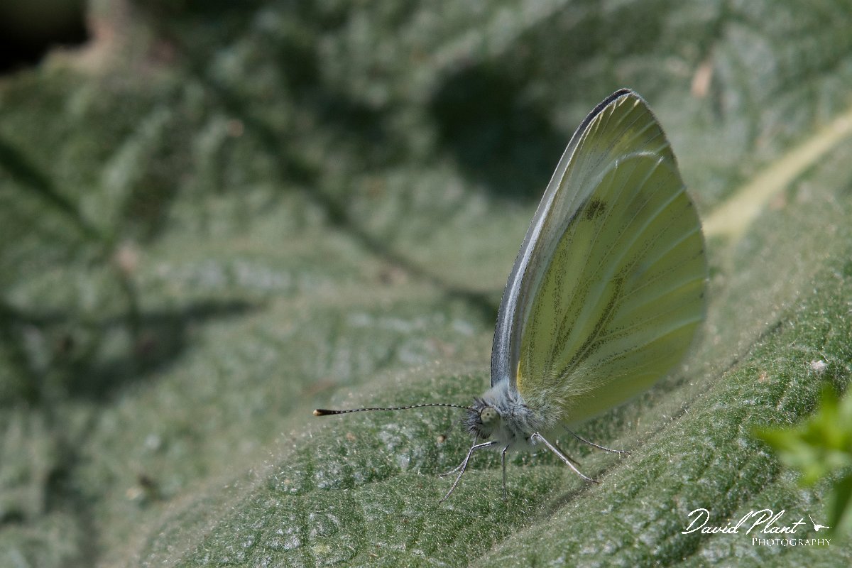 DPPhotography - Northern Greece - Balkan green-veined white - D.jpg - Balkan green-veined white - Mount Vrontou, Greece