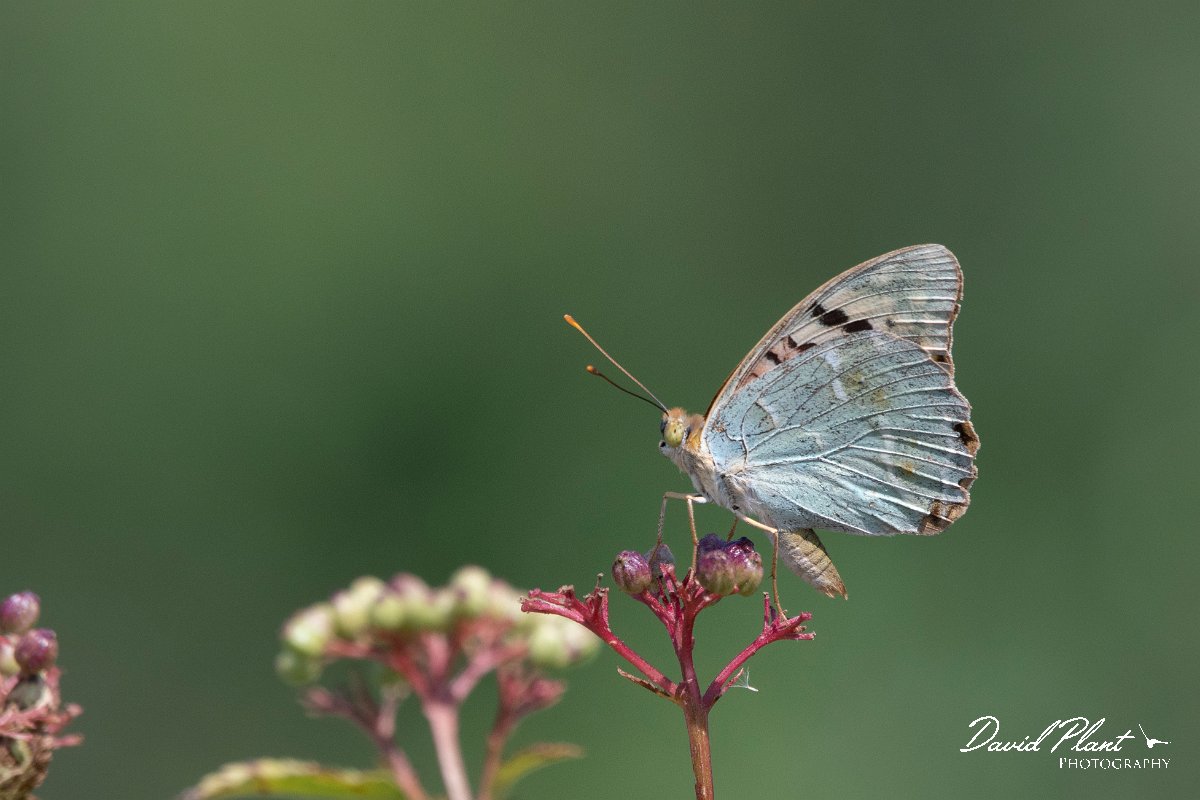 DPPhotography - Northern Greece - Cardinal fritillary - A.jpg - Cardinal fritillary - Lake Kerkini, Greece