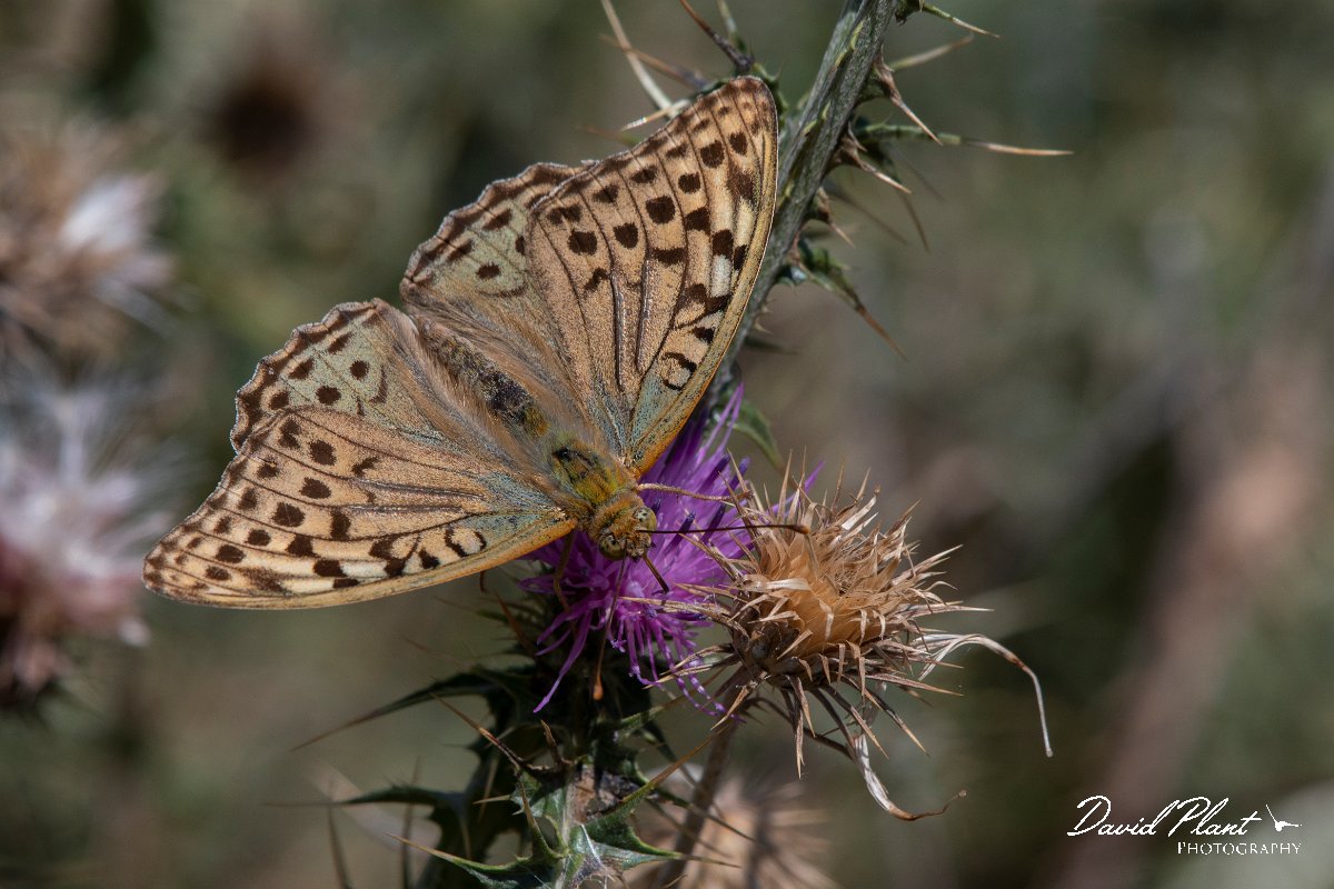 DPPhotography - Northern Greece - Cardinal fritillary - C.jpg - Cardinal fritillary - Mount Pangeo, Greece