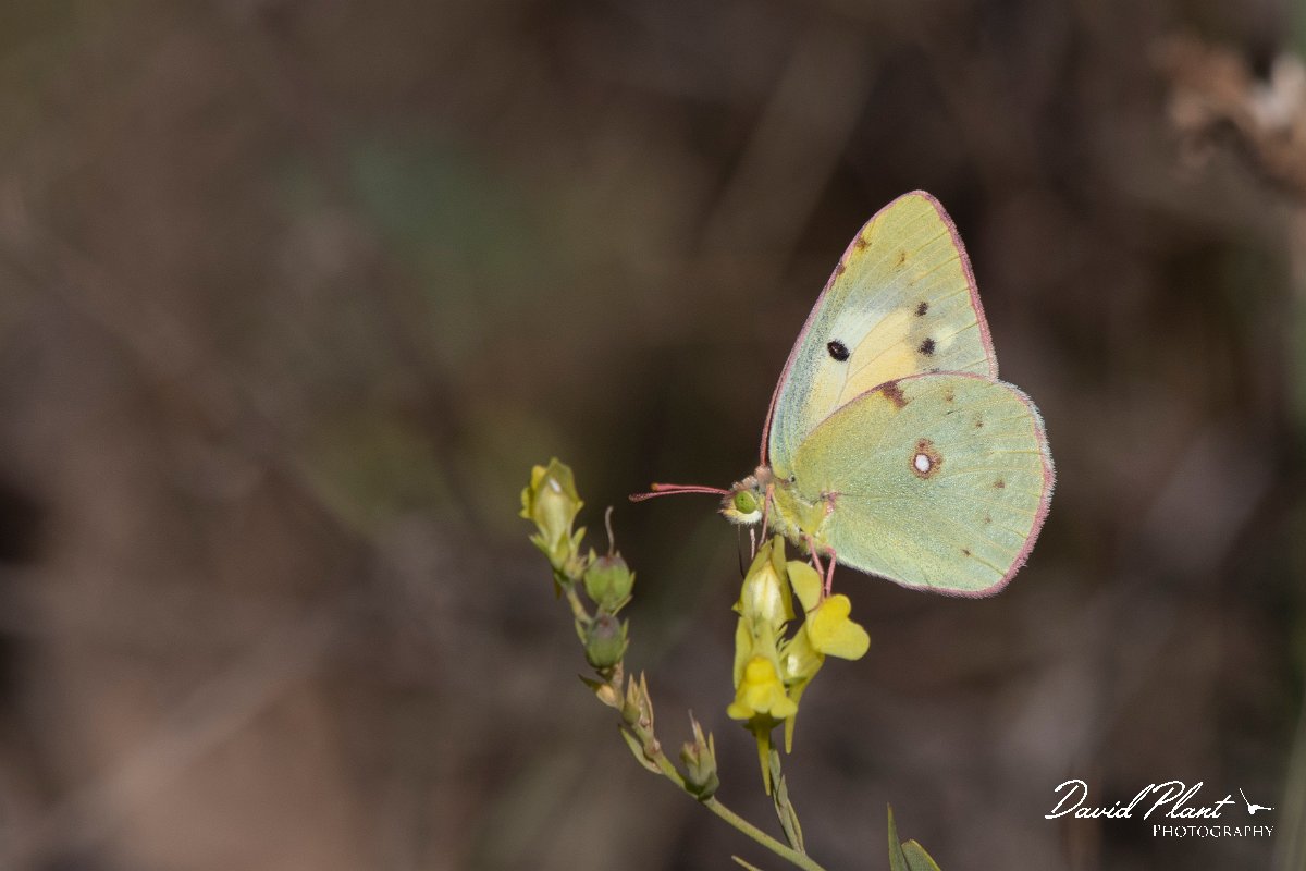 DPPhotography - Northern Greece - Clouded yellow - B.jpg - Clouded yellow - Mount Belles, Greece