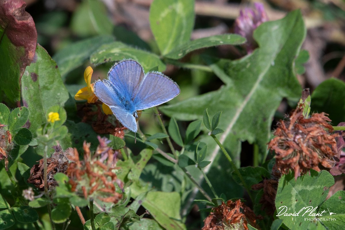 DPPhotography - Northern Greece - Common blue- D.jpg - Common blue - Mount Vrontou, Greece