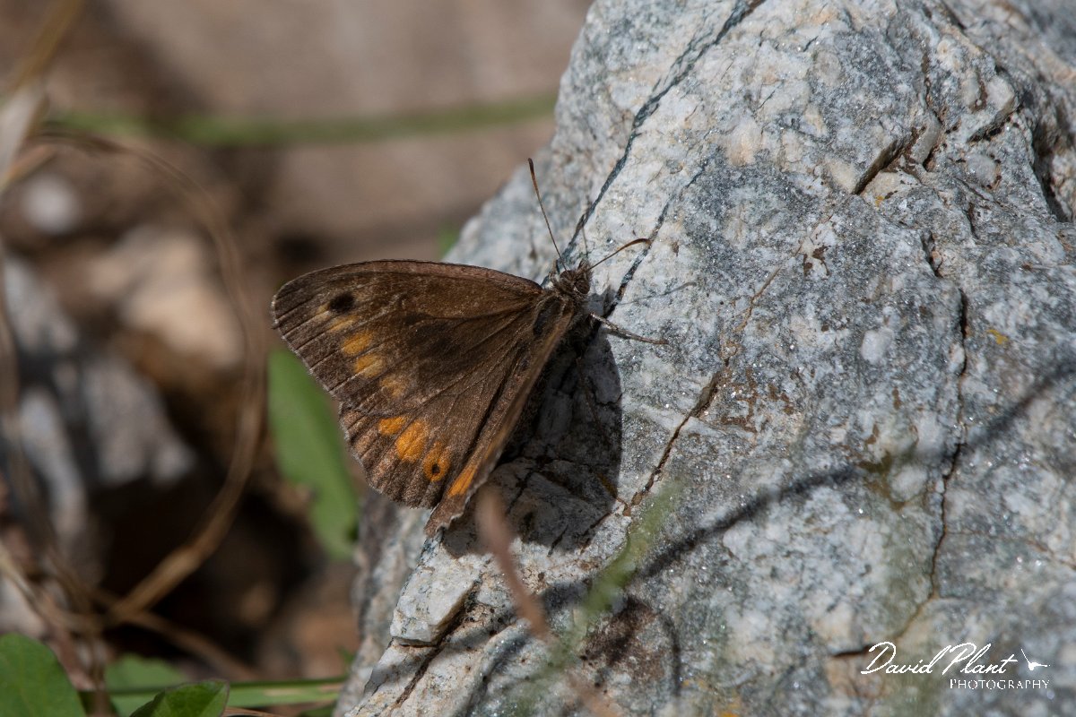 DPPhotography - Northern Greece - False grayling - C.jpg - False grayling - Mount Pangeo, Greece