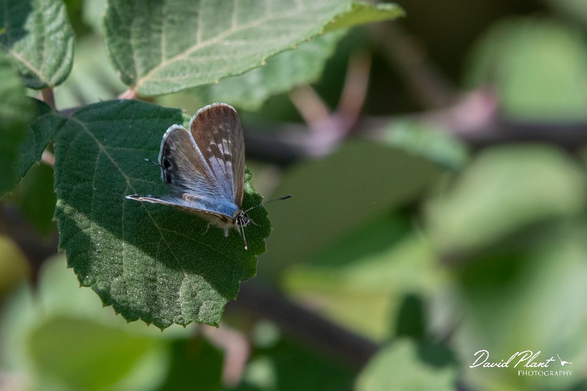 DPPhotography - Northern Greece - Lang's short-tailed blue - A.jpg - Lang's short-tailed blue - Lake Kerkini, Greece