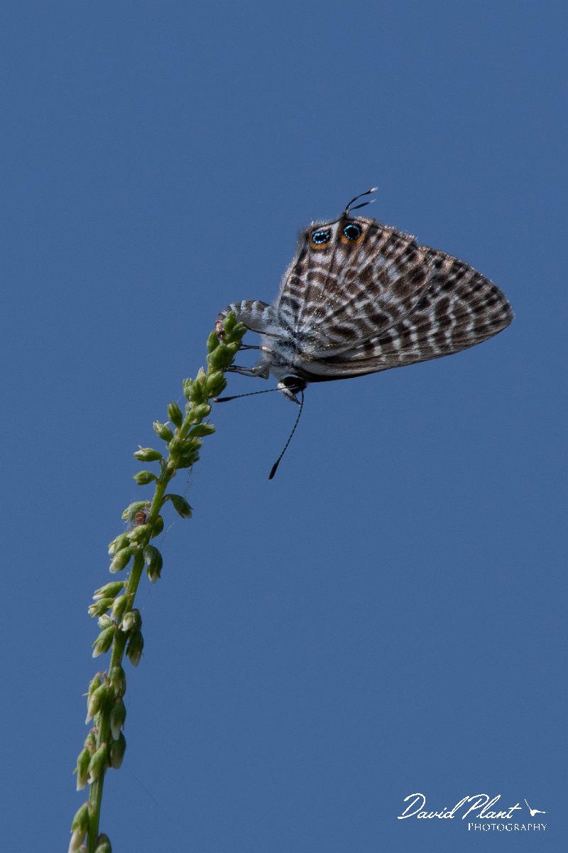 DPPhotography - Northern Greece - Lang's short-tailed blue - B.jpg - Lang's short-tailed blue - Lake Kerkini, Greece