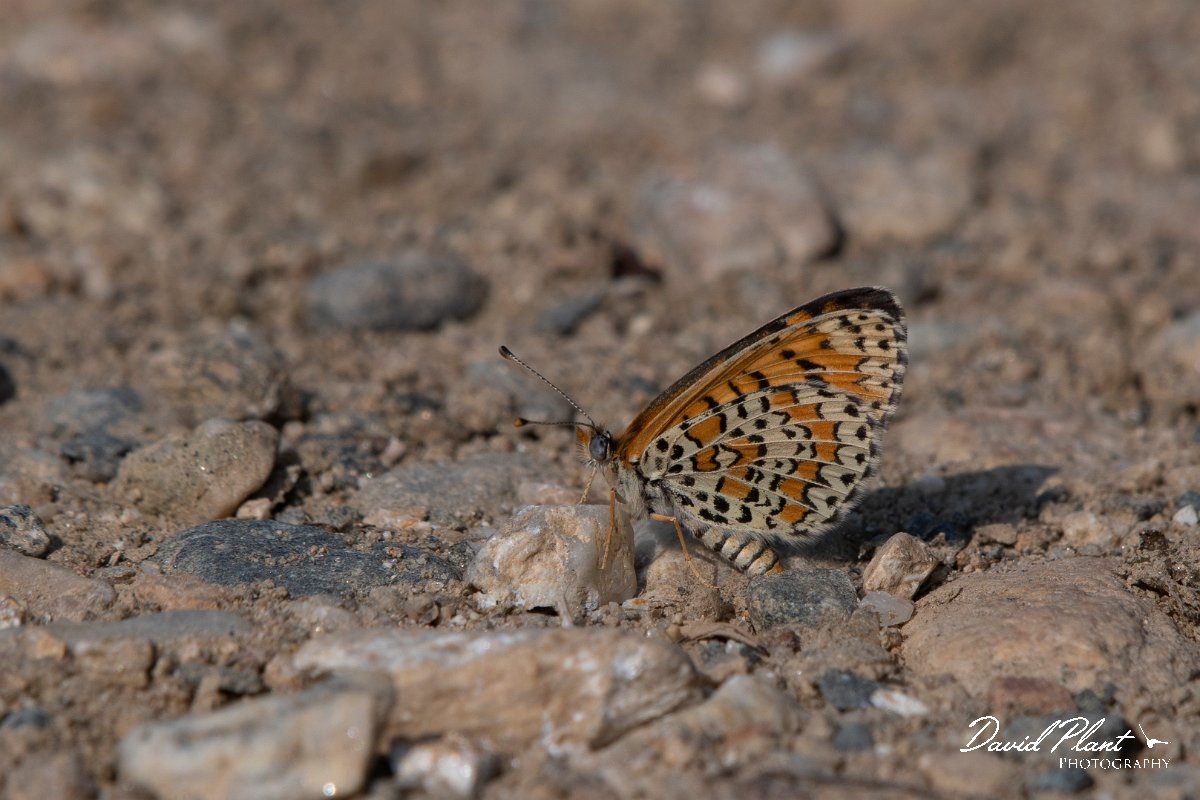 DPPhotography - Northern Greece - Lesser spotted fritillary - B.jpg - Lesser spotted fritillary - Lake Kerkini, Greece