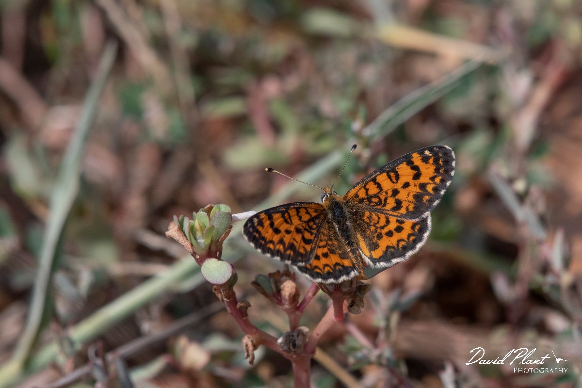 DPPhotography - Northern Greece - Lesser spotted fritillary - D.jpg - Lesser spotted fritillary - Lake Kerkini, Greece