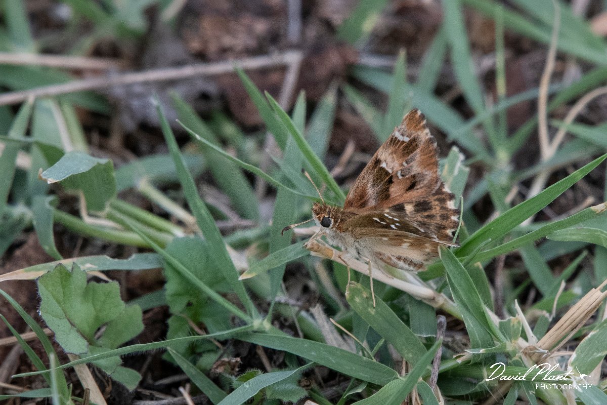 DPPhotography - Northern Greece - Mallow skipper - D.jpg - Mallow skipper - Mount Belles, Greece