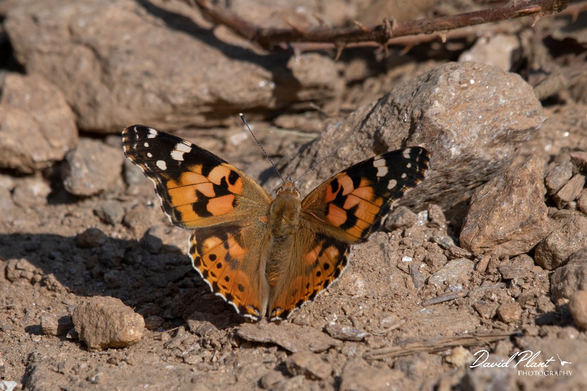 DPPhotography - Northern Greece - Painted lady - B.jpg - Painted lady - Mount Belles, Greece