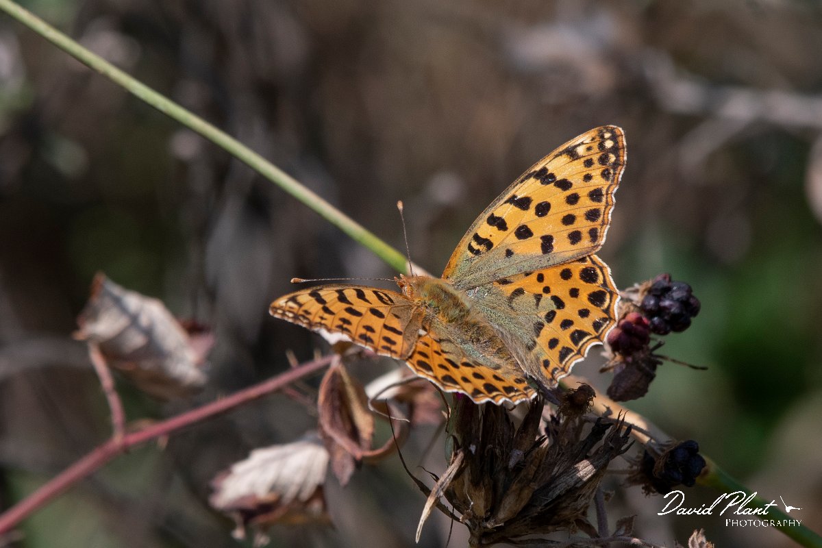 DPPhotography - Northern Greece - Queen of Spain fritillary - A.jpg - Queen of Spain fritillary - Mount Belles, Greece