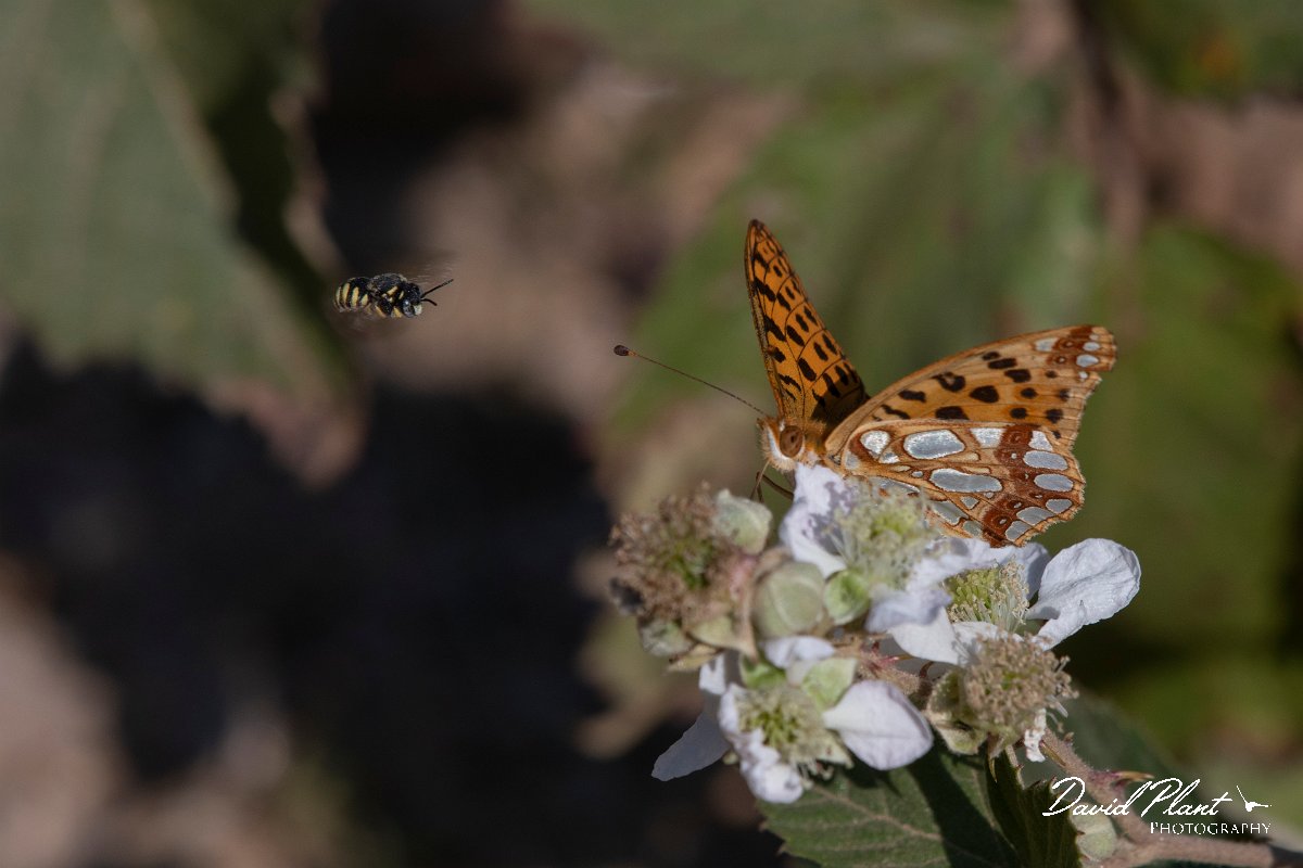 DPPhotography - Northern Greece - Queen of Spain fritillary - C.jpg - Queen of Spain fritillary - Mount Belles, Greece