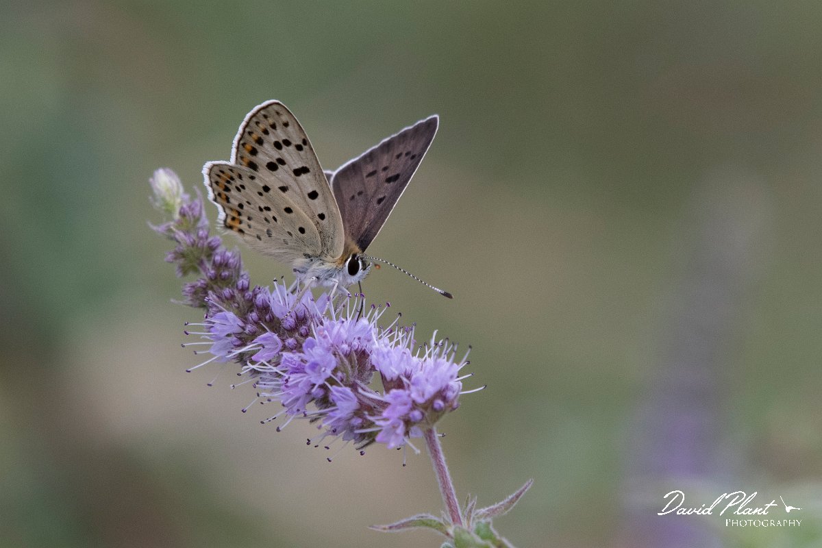 DPPhotography - Northern Greece - Sooty copper - C.jpg - Sooty copper - Mount Belles, Greece