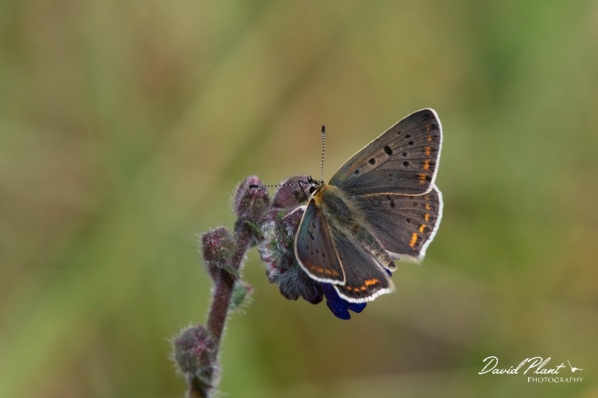 DPPhotography - Northern Greece - Sooty copper - H.jpg - Sooty copper - Mount Vrontou, Greece