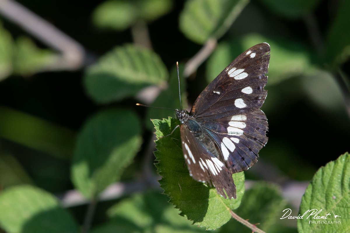 DPPhotography - Northern Greece - Southern white admiral - A.jpg - Southern white admiral - Lake Kerkini, Greece