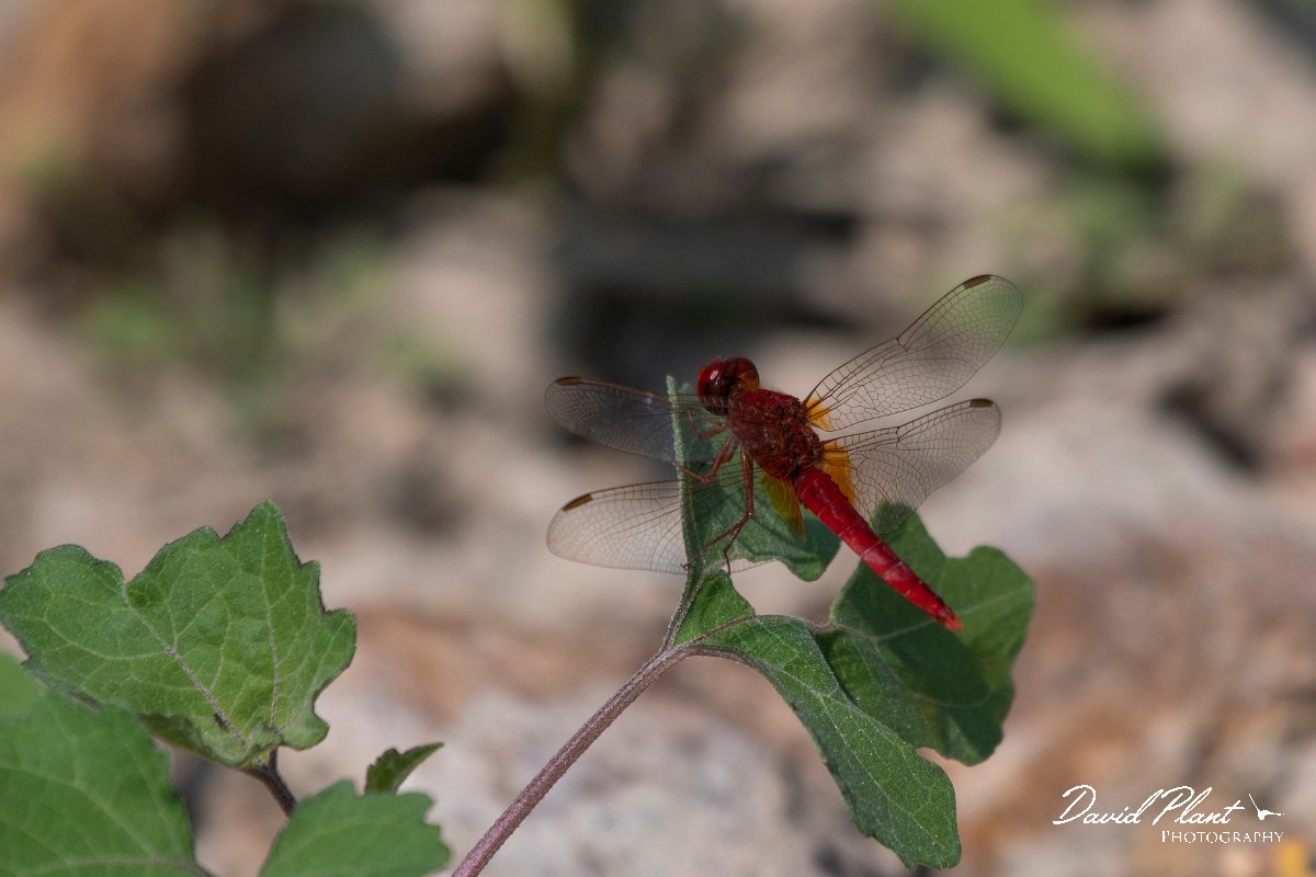 DPPhotography - Northern Greece - Broad scarlet - F.jpg - Broad scarlet - Lake Kerkini, Greece