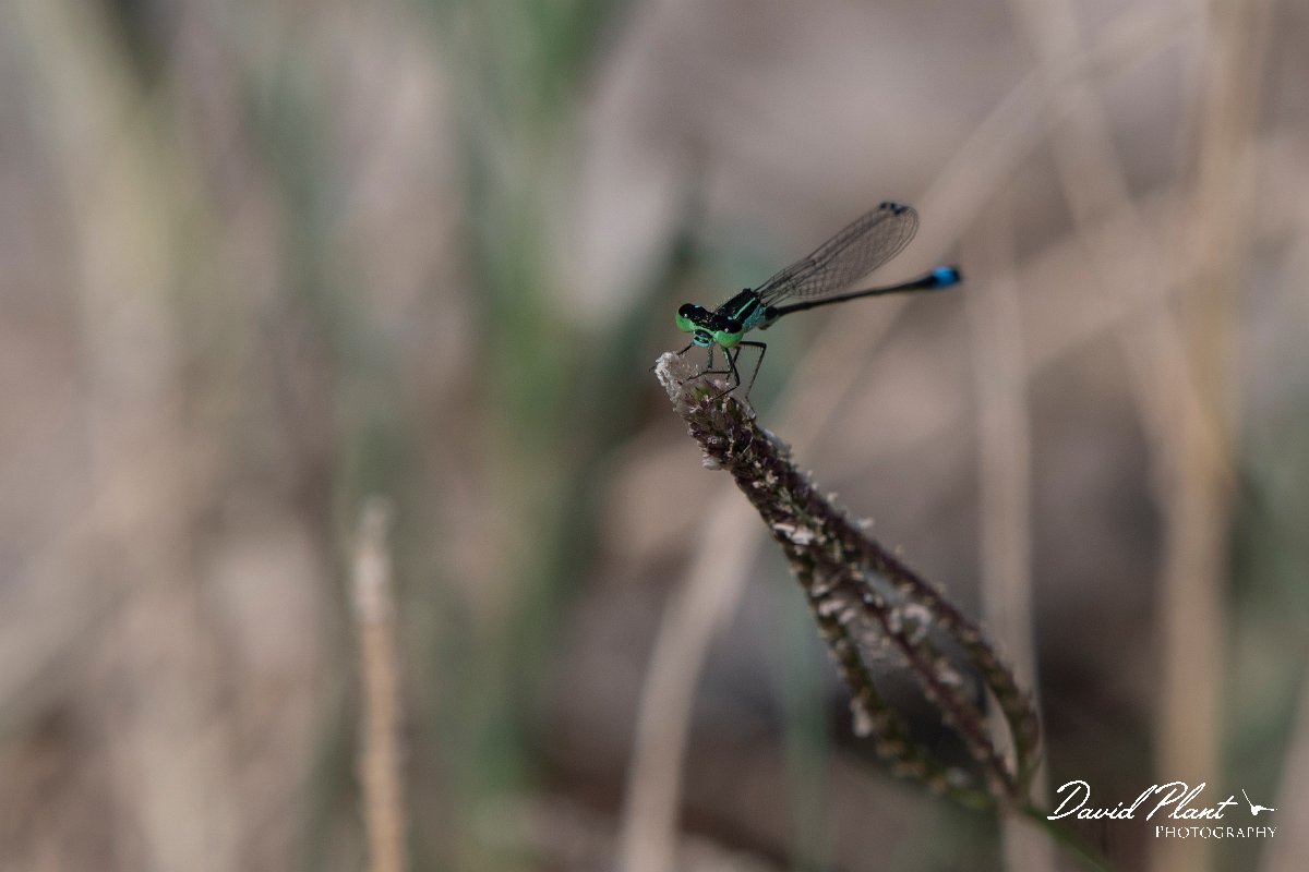 DPPhotography - Northern Greece - Common bluetail - B.jpg - Common bluetail - Lake Kerkini, Greece