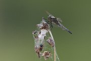 DPPhotography - Northern Greece - Black-tailed skimmer - A