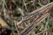 DPPhotography - Northern Greece - Blue featherleg - A
