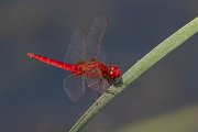 DPPhotography - Northern Greece - Broad scarlet - B