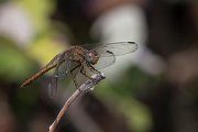 DPPhotography - Northern Greece - Broad scarlet - D