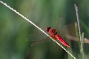 DPPhotography - Northern Greece - Broad scarlet - G