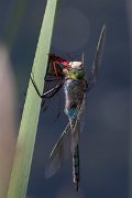 DPPhotography - Northern Greece - Lesser emperor - B