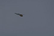 DPPhotography - Northern Greece - Migrant hawker - A
