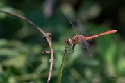 DPPhotography - Northern Greece - Southern darter - A