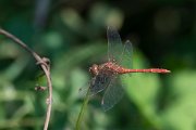 DPPhotography - Northern Greece - Southern darter - B