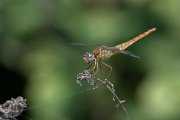 DPPhotography - Northern Greece - Southern darter - C