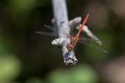 DPPhotography - Northern Greece - Southern darter - D