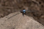 DPPhotography - Northern Greece - Southern skimmer - A
