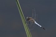 DPPhotography - Northern Greece - White-tailed skimmer - A