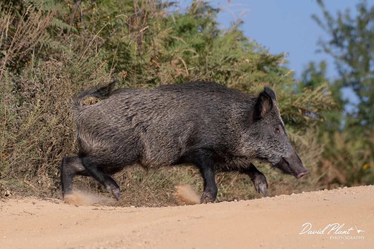 DPPhotography - Northern Greece - Wild boar - F.jpg - Wild boar - Mount Belles, Greece