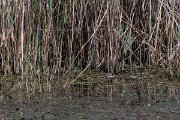 DPPhotography - Northern Greece - Coypu - A