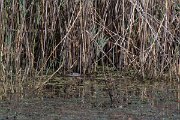 DPPhotography - Northern Greece - Coypu - B